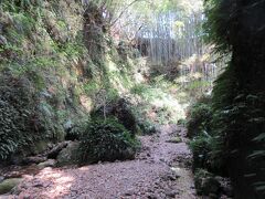 伊尾木洞シダ群落
国指定天然記念物になっています。