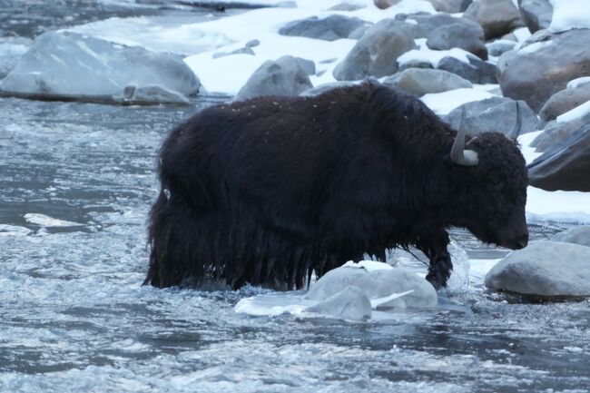 川を渡るヤク
