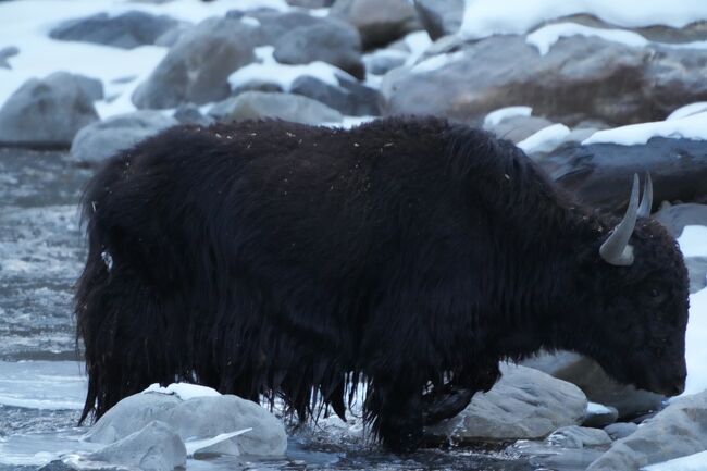 川を渡るヤク