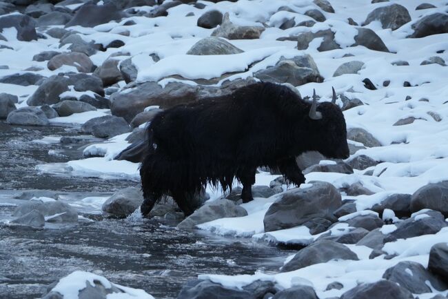 川を渡るヤク