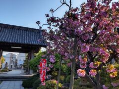 続いて花の寺と銘打つ龍華寺へ。八重桜がお出迎え。