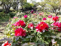 毎年恒例、金沢区の花「ぼたん」まつりの時期となりました。丁寧に手入れされた大輪の牡丹園は入園無料。