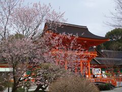 境内の桜と楼門。楼門前の橋は、玉橋。
玉橋は神事の時のみ使用され、参拝客は渡る事は出来ません。