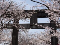 次は　大村公園
満開の桜