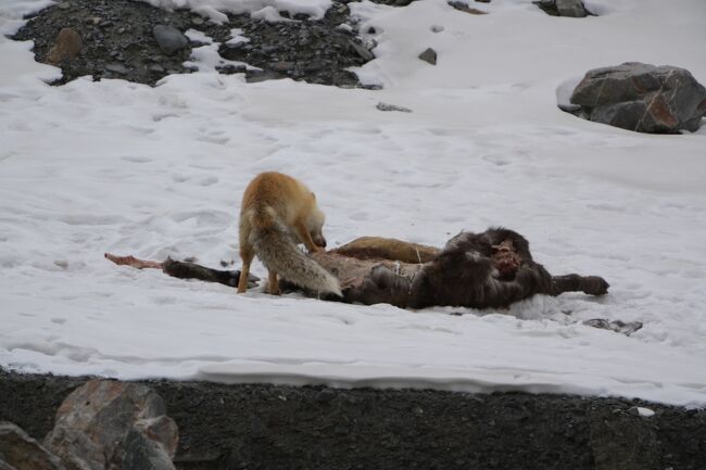 アカギツネ<br />https://youtu.be/nSit04sfc2I