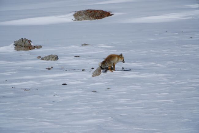おしっこするアカギツネ