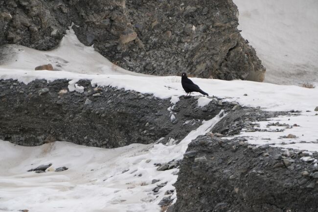 ベニハシガラス<br /><br />https://youtu.be/oN8H5EfqgcQ