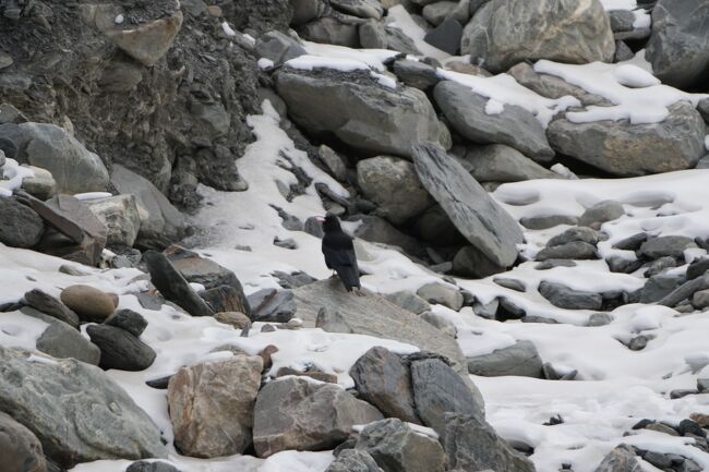 ベニハシガラ４