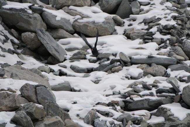 ベニハシガラス