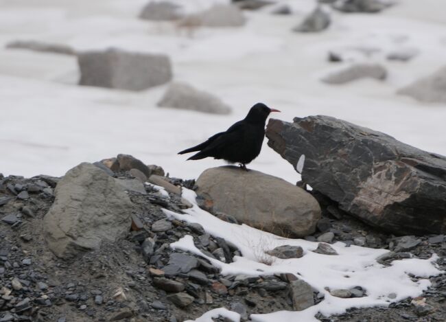 ベニハシガラス