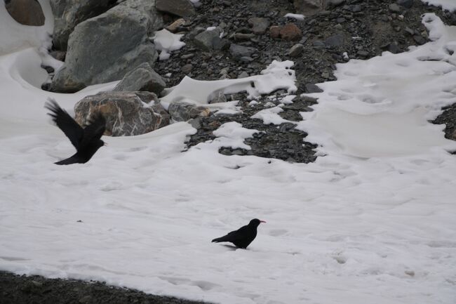 ベニハシガラス