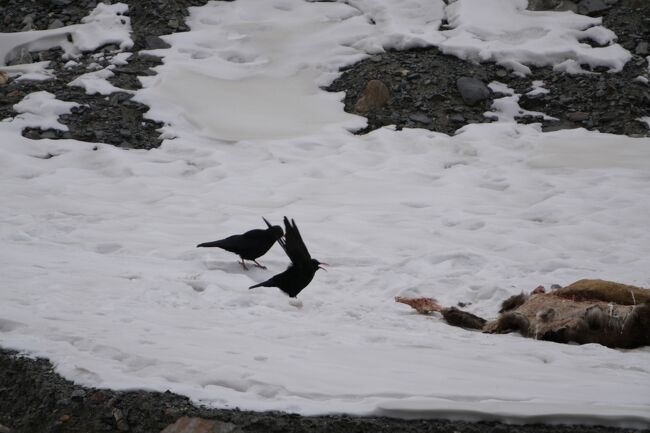 ベニハシガラス