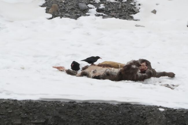 ベニハシガラス