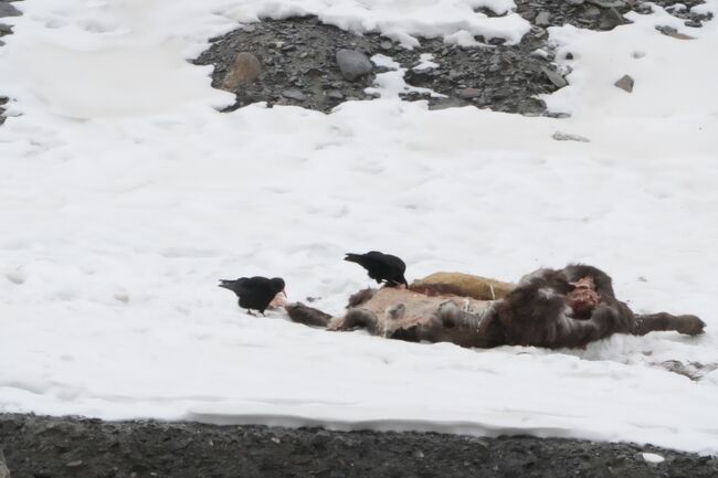 ベニハシガラス