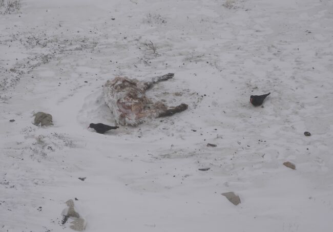 ベニハシガラス