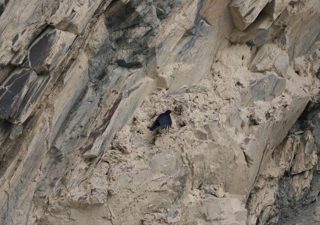 ベニハシガラス