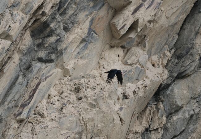 ベニハシガラス