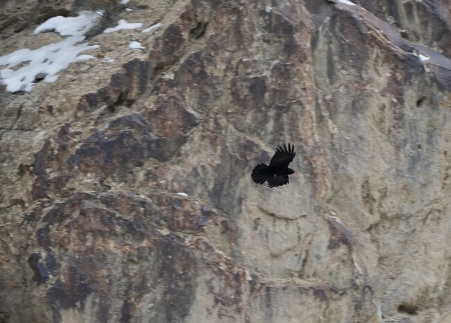 ベニハシガラス