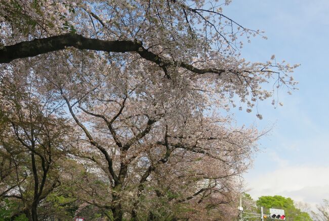 2023春、名古屋の桜2(11/11):名城公園(2):内堀、染井吉野、カラタチ、城石垣