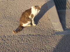 いらぶ大橋 海の駅で見かけた猫さん