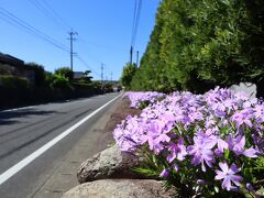 ある一角は淡い紫の芝桜が並んでいる武家屋敷通りです。