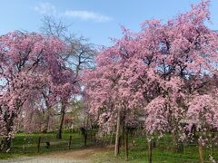 こちらの桜は見頃。