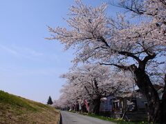 10分足らずで最上川の堤防に突き当たった。堤防沿いの道を右手に少し走ると、桜並木が見えてきた。それが、最上川堤防千本桜であった。