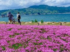 芝桜が植えられて、キレイに管理されているエリアもありました。　この日のようにお天気が良いと、琵琶湖も青く輝くので、本当に素敵な景色を楽しむことが出来ます。