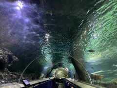オークランド3日目。
ケリー・タールトン水族館 Kelly Talton’s Aquariumへ。

オークランドの街中のブリトマートから、TMKバスで15分くらい。片道1.89ドル…なんと中途半端な。

この水族館は水中トンネルで有名らしい！
正直、沖縄の美ら海より値段が高くて小規模だったので、めちゃくちゃおすすめではないのですが、ヒトデを触らせてもらったり、そこかしこで動物の生態のトークショーをしていたりと、お客さんを主体的に楽しませようという意気込みが感じられました。