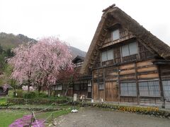 一縷の望みをかけてたのに高山ではなく白川紺の旅程になってしまった２日目・・・
桜と茅葺屋根です

わらび餅を予約してたのになー
キャンセルのために電話してるのに営業時間を過ぎても留守電のまま繋がらず焦る・・・
結局繋がったのは13時過ぎ…