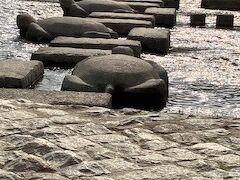 鴨川デルタ

ここの飛び石が有名なんですね