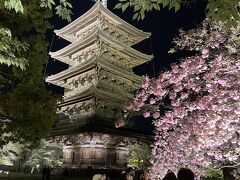 天橋立からは1時間半程で京都駅に着きました。レンタカーを返したら歩いて東寺のライトアップに行きます。もう桜は終わってましたが、この八重桜が咲いていたのでパチリ。