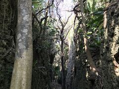 バリバリ岩にやってきました。南大東島はフィリピン海プレートに乗って毎年7㌢ずつ北西に進んでいるためにできる岩の割れ目で、