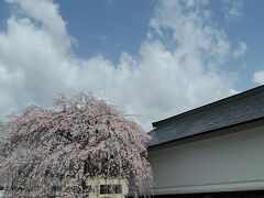 9時35分角館駅に到着！駅前にも紅白のしだれ桜が綺麗に咲いてました！
大きな荷物を持った外国人観光客がほとんどでした(^^)