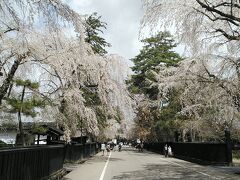 今年も綺麗に咲いてました