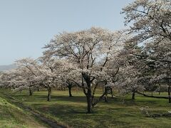 雫石川園地は土手に上がると桜並木が綺麗です！