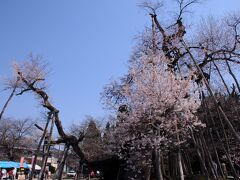 息を切らせて二重坂を越えると、伊佐沢へは下り坂となった。そして、久保桜の場所は、看板が出ていたのですぐにわかった。有名らしく、交通整理の人が出るほど車が引っ切り無しに出入りしていたが、レンタサイクルで来ていた人も他に二人いた。早速会いに行くと、目の前に翼を広げた大きな鳥のような桜が現れた。