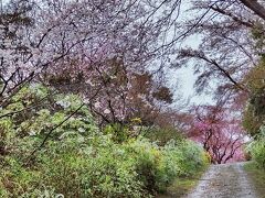 京都花見ツアー　初日（3/26)の最初の訪問箇所は原谷苑です。