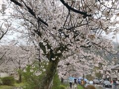 バスでわら天神のバス停まで行き、別系統のバスにて40分ほどで銀閣寺入り口に
到着。
雨は止みません・・・。以前銀閣寺を訪れた際は哲学の道は歩きませんでした。今回は全行程を歩きました。雨にもかかわらず観光客も多いので銀閣寺訪問予定でしたが諦めました。