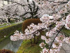 京都に限る話ではないですが川と桜もマッチしますね。