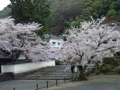 境内　あちこちに桜が咲いていました。南禅寺はお寺が自然に溶け込んでいるのも推しです。