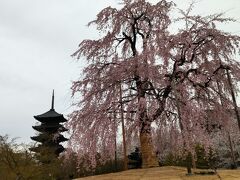 昨日、今日と結構歩いて足も疲れてきたので一度ホテルにもどり、2時間ほど休憩。二日目最後の桜は東寺です。ホテルが京都駅八条西口だったので歩いても15分くらいです。桜の季節の春期特別公開で夜桜ライトアップがありますが、ツアーのオプション「ずらし旅」クーポンにて一般拝観時間の約1時間前に入館できました。とはいえ、まだ十分明るいですが観光客がオプション参加のみですのであまりいませんでした。