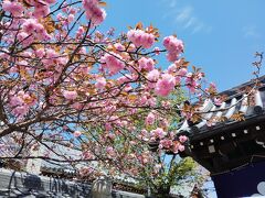 途中の櫻本坊の桜