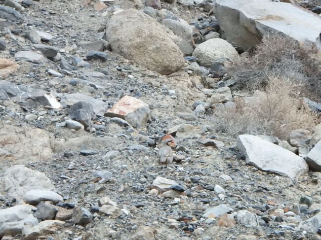 イワシャコ<br />https://youtu.be/6c_swthT27Q