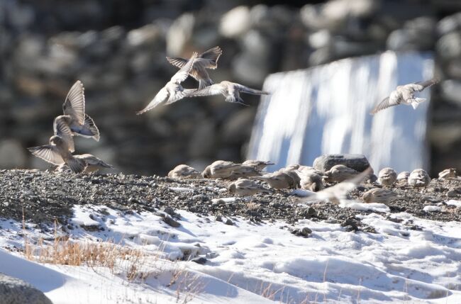シンジュマシコBlack-headed Mountain Finch