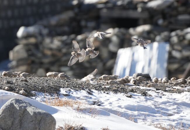 シンジュマシコBlack-headed Mountain Finch