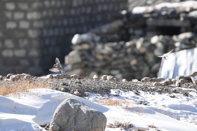 シンジュマシコBlack-headed Mountain Finch