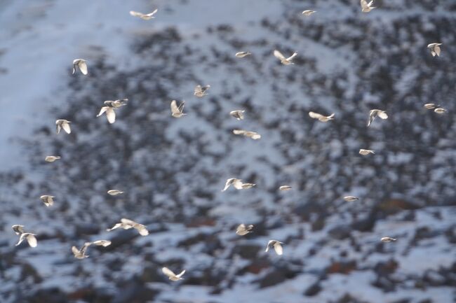 シンジュマシコBlack-headed Mountain Finch