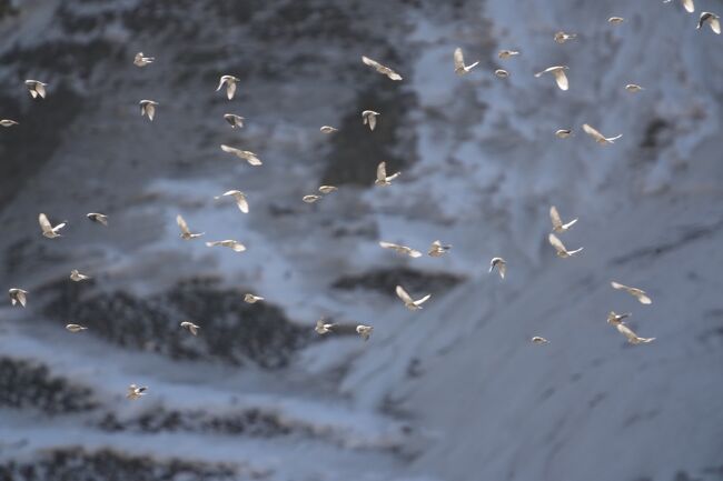 シンジュマシコBlack-headed Mountain Finch