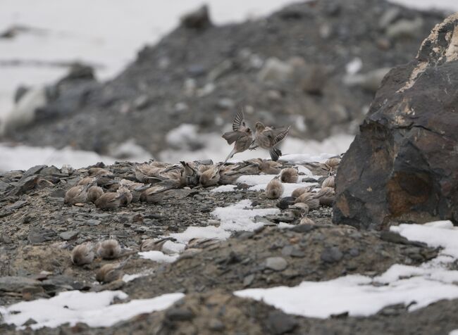シンジュマシコBlack-headed Mountain Finch